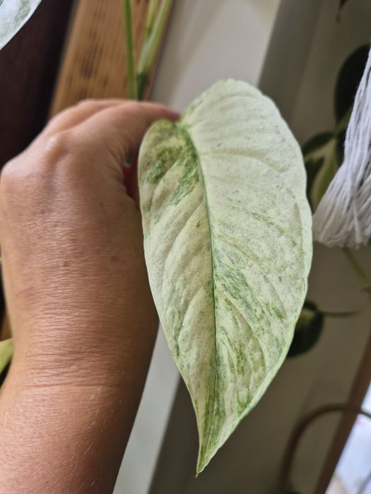 Monstera Laniata Mint