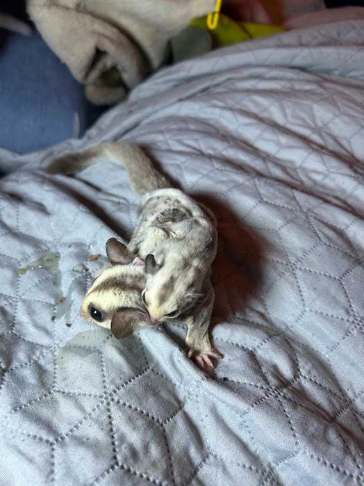 Lotopałanka karłowata|Sprawdzona hodowla|Lotki Psotki|Wyjątkowe samce