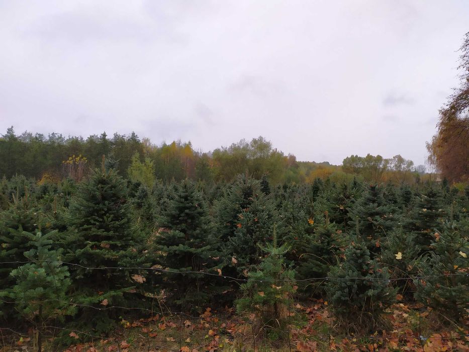 Jodła kaukaska - własna plantacja