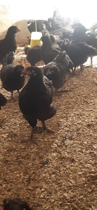 Продам кур Джерсийский Гигант