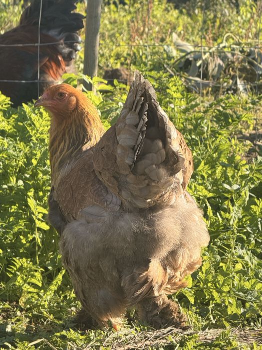 Casais Brahma Perdiz Azul