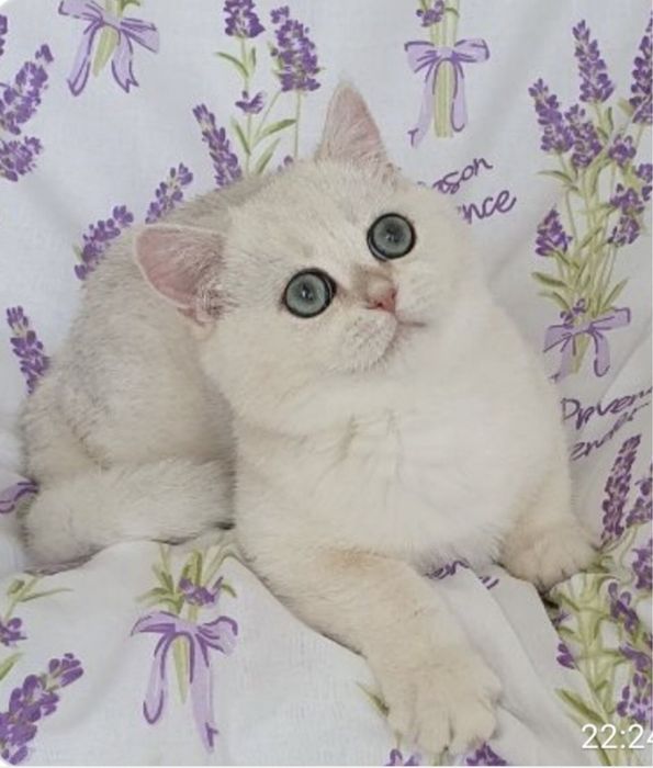 Хлопчик срібна шиншила !