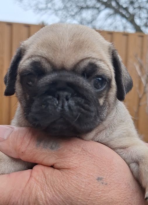 Мопсята хлопчики та дівчата