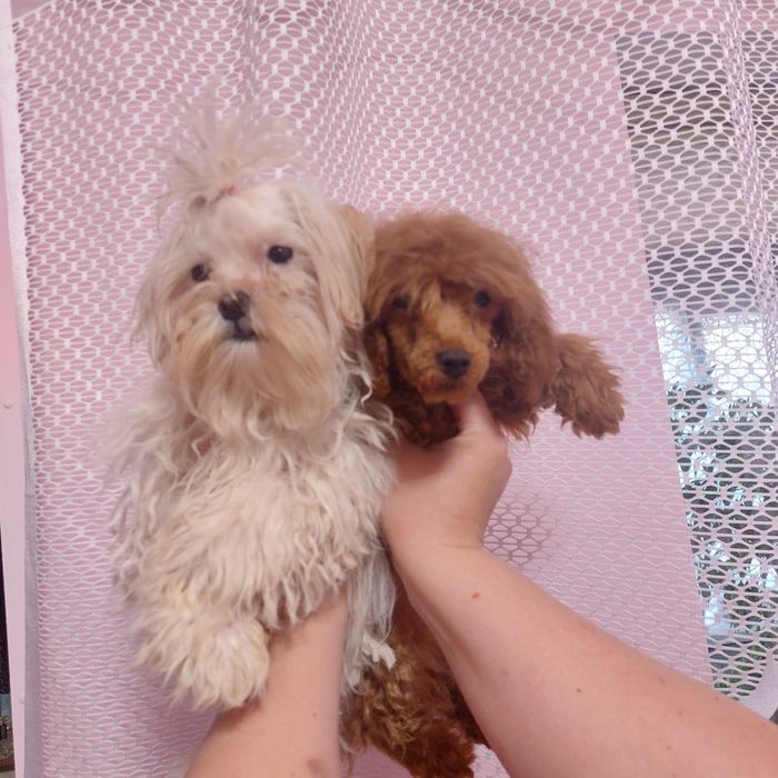 Мини песики мальтезе и пудель