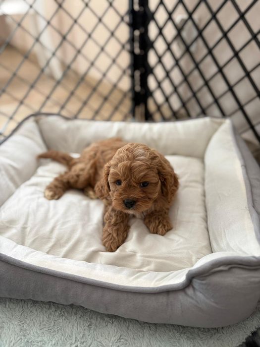 ***Cavapoo śliczny piesek***