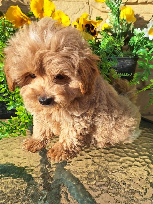 Maltipoo szczeniaczek z rodowodem