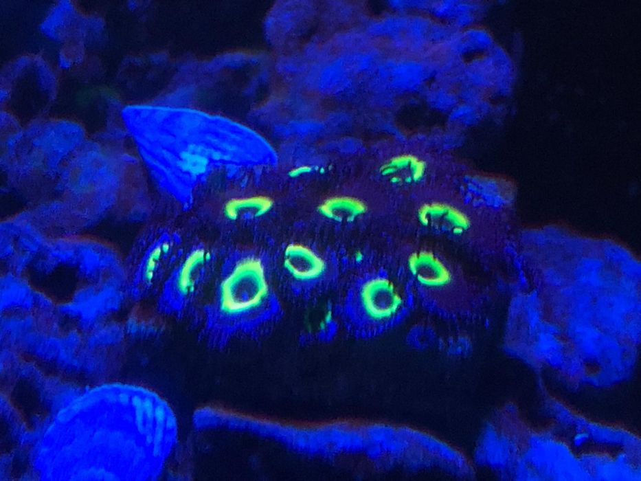 Vendo zoanthus / palythoa mindblowing