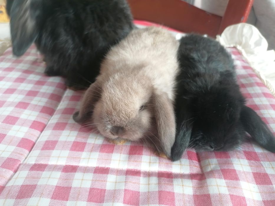 Coelhinhos anões mini lop (orelhudos)