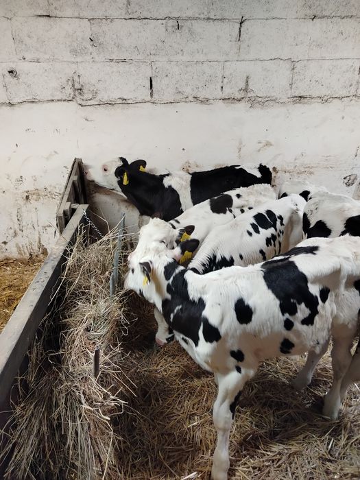 Sprzedam Byczki startery