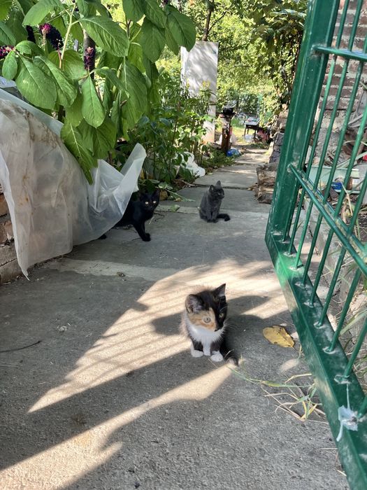 Кошенята, кішка, кіт безкоштовно
