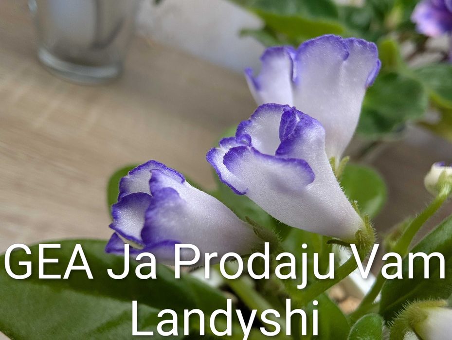 Fiołek afrykański liście