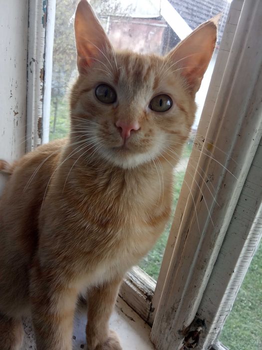 Бездомні стерилізовані