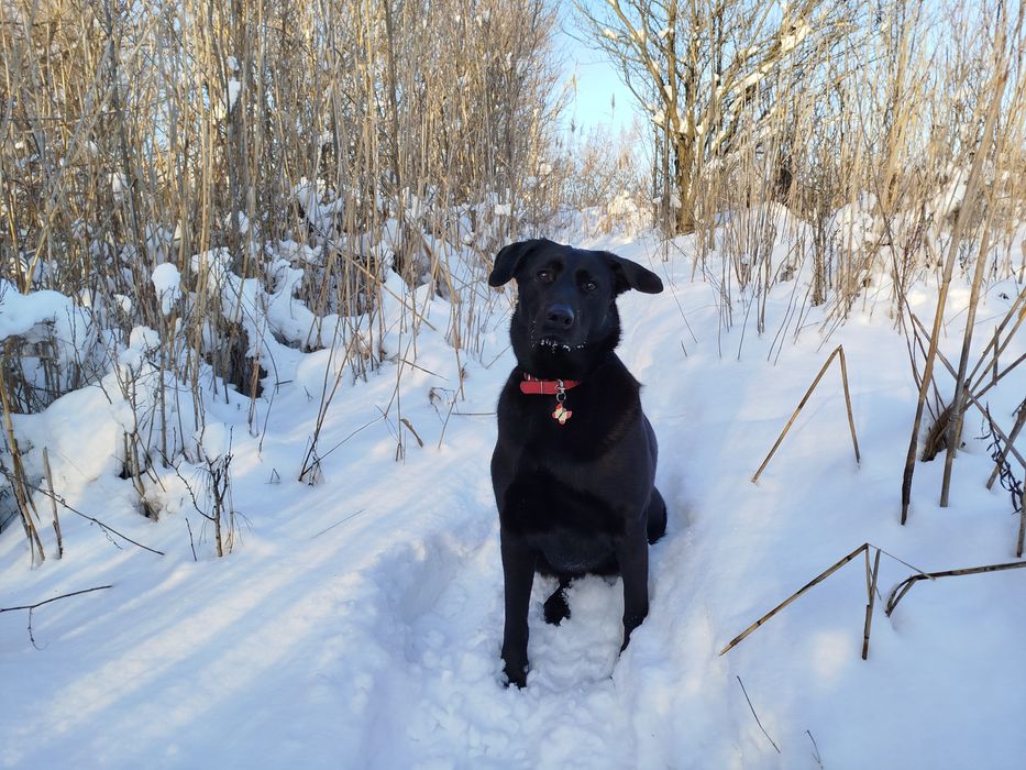 Помощь в домашнем воспитании собак