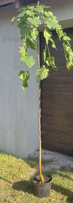 Ялівець на штамбі,модрина, штамбові дерева,береза, сакура, магнолія