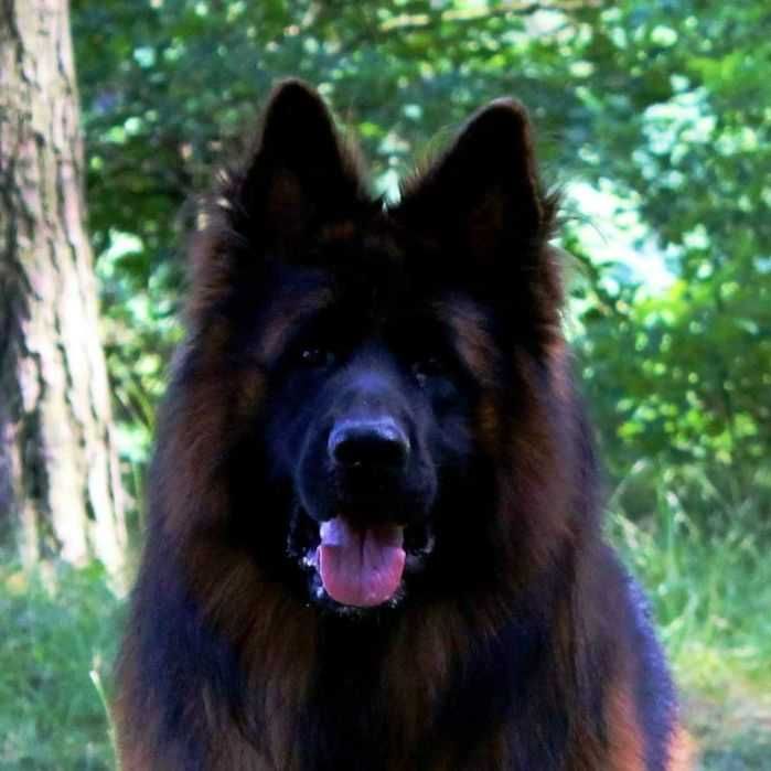 Owczarek Niemiecki Szczenię