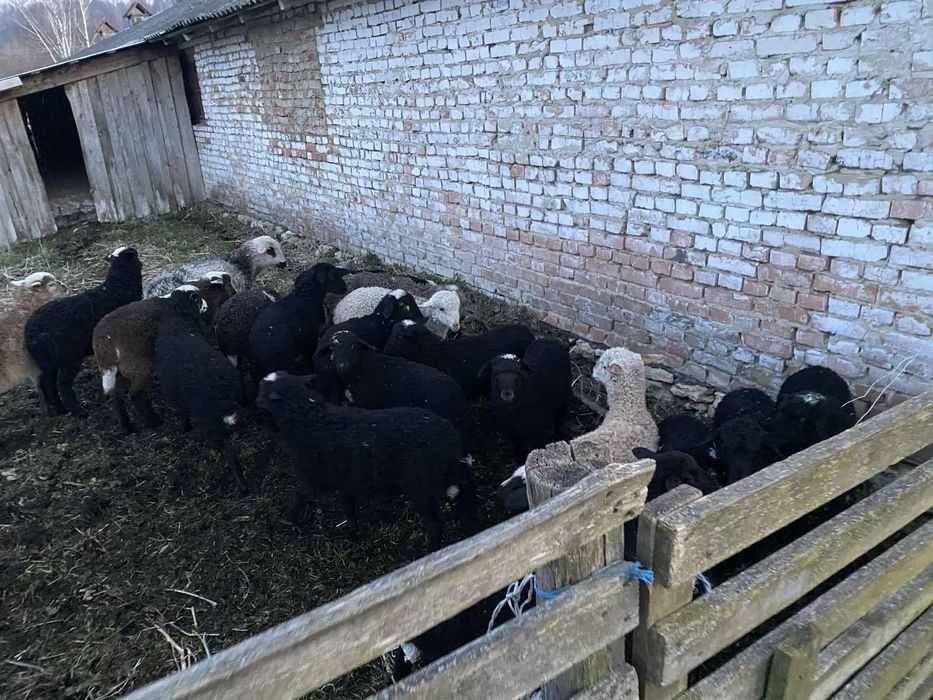 Продам ЯГНЯТА Жирнохвостики