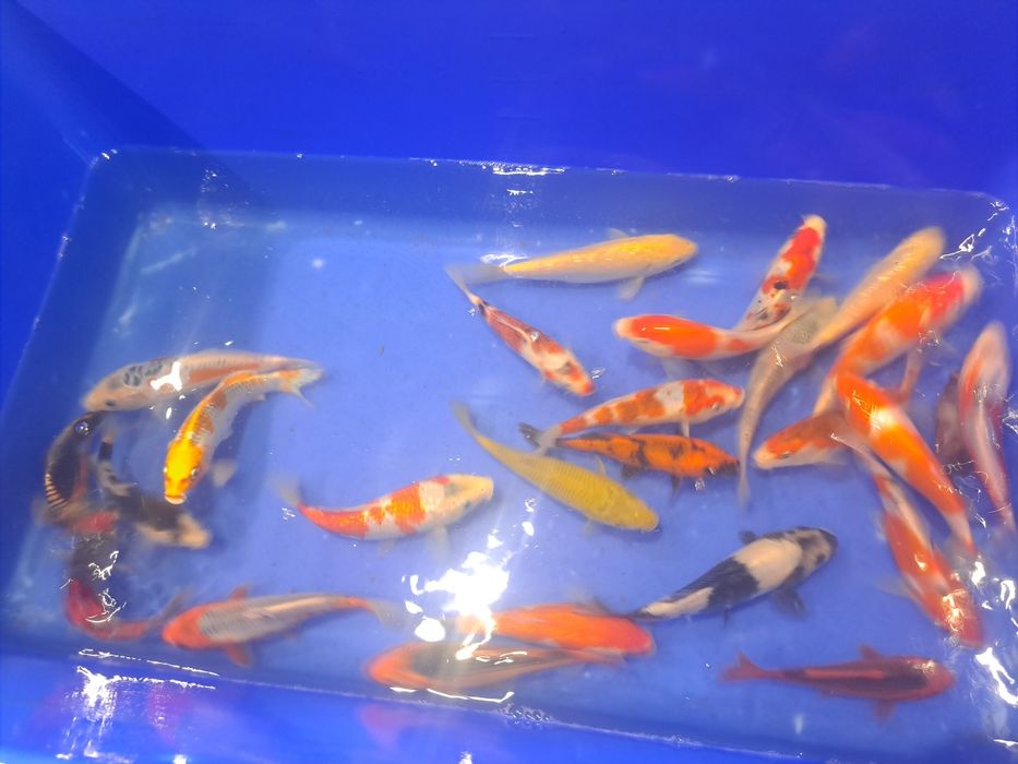 Karpie koi japonskie