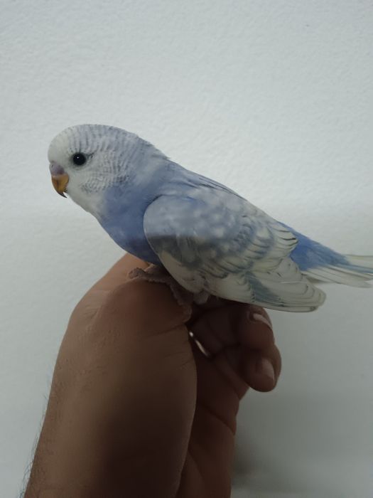 Turquoisene  pyrrhuras  piriquitos domésticados