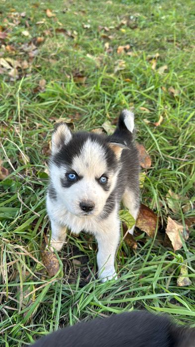 Сибірський хаски