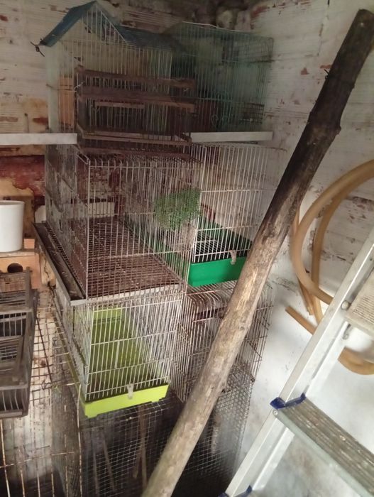 Troco por aves do meu interesse