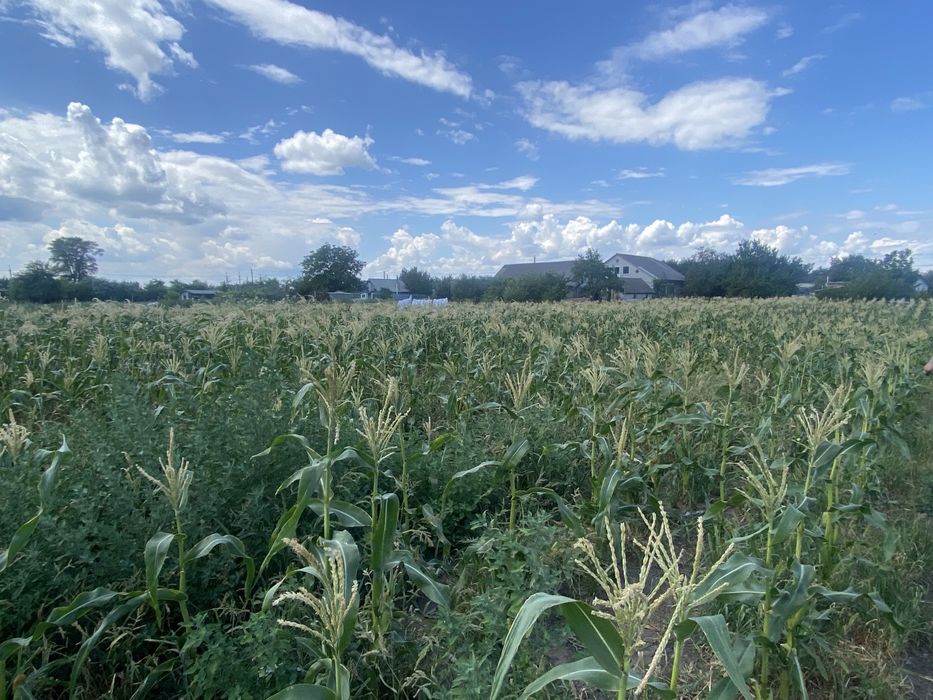 Продаж ділянки під забудову. Леськи. 25 соток