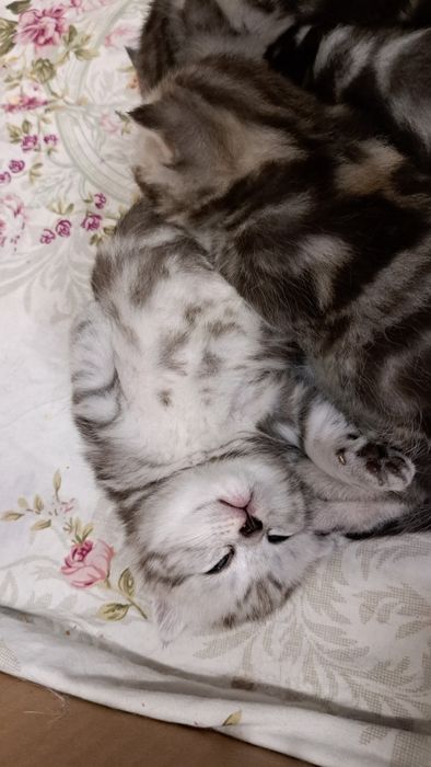 Котята Скотиш Фолд и Скотиш страйт