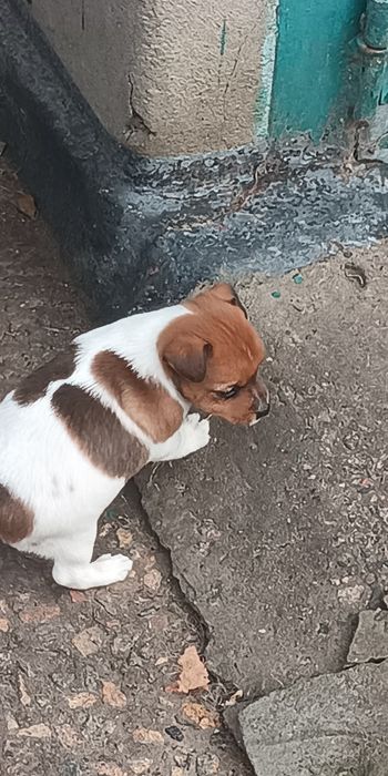 Джек Рассел тер'єр