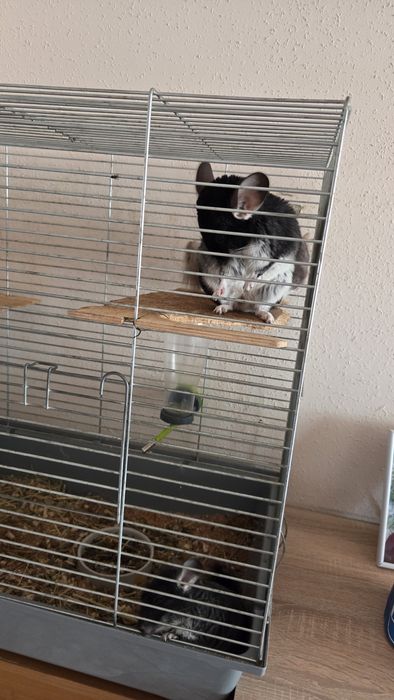 Sprzedam dwa  młode szynszyle