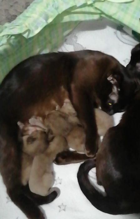 Котята бурма европейская