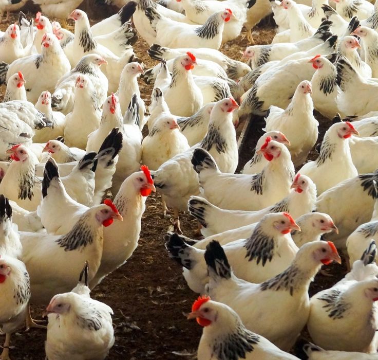 Инкубационное яйцо, опт и розница. Отправка по Украине