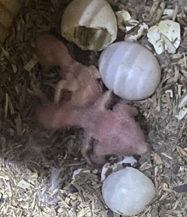 Ring Neckes para criar á mão