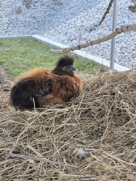 Jaja lęgowe silki  silka