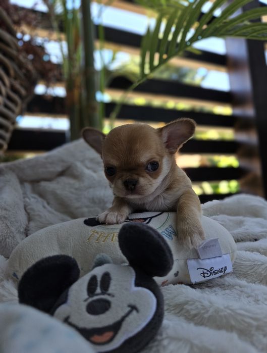 Chihuahua dziewczynka śliczna dostępna