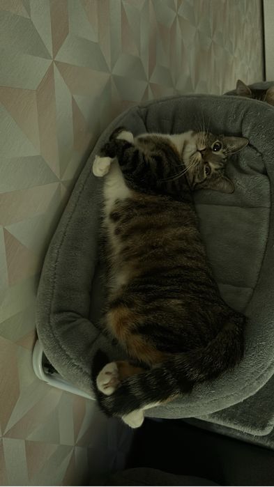 Dwie młode kotki do adopcji