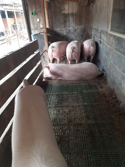 Свині молоді домашні