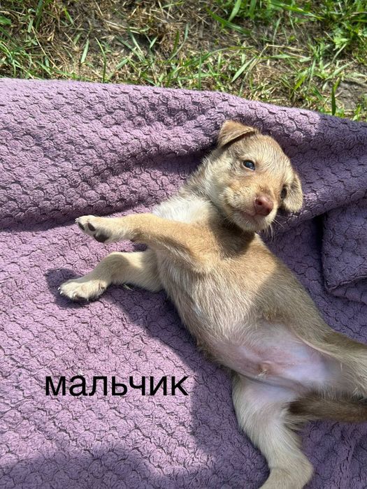 Цуценята безкоштовно  в добрі руки