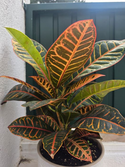 Planta Codiaeum variegatum/ Cróto XXLn Petra