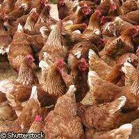 Kury Nioski z wolnego wybiegu! Rosa Messa Tetra Dominant Lohmann !