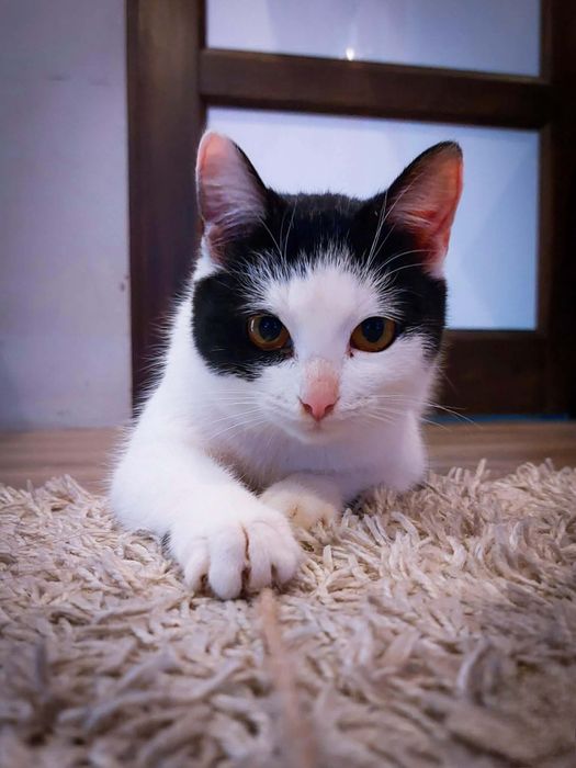 Eska, mała kotka z FELV+ szuka domu