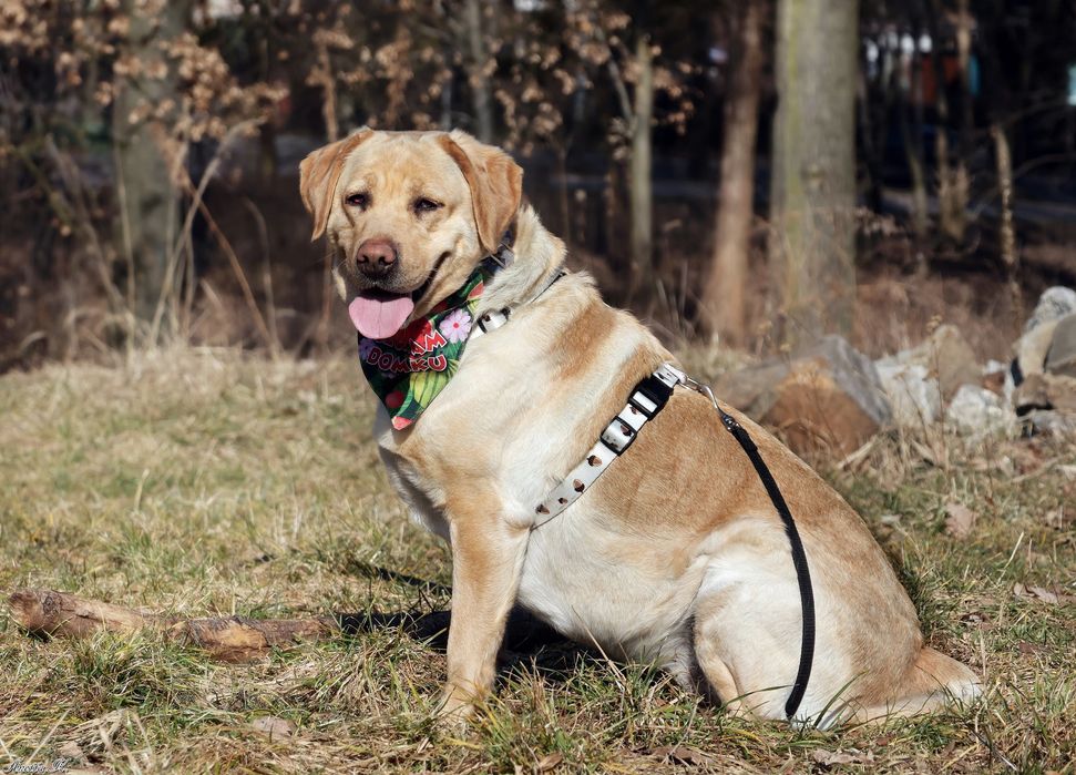 Labradorka Hera szuka swojego domu