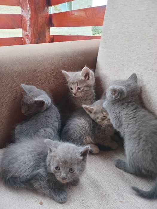 Кошенята в добрi  руки