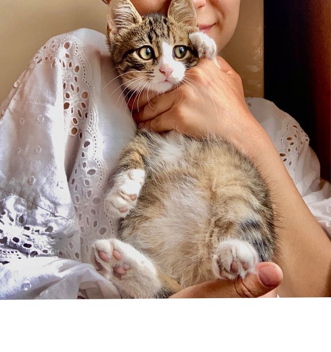 Кошенятко в добрі руки