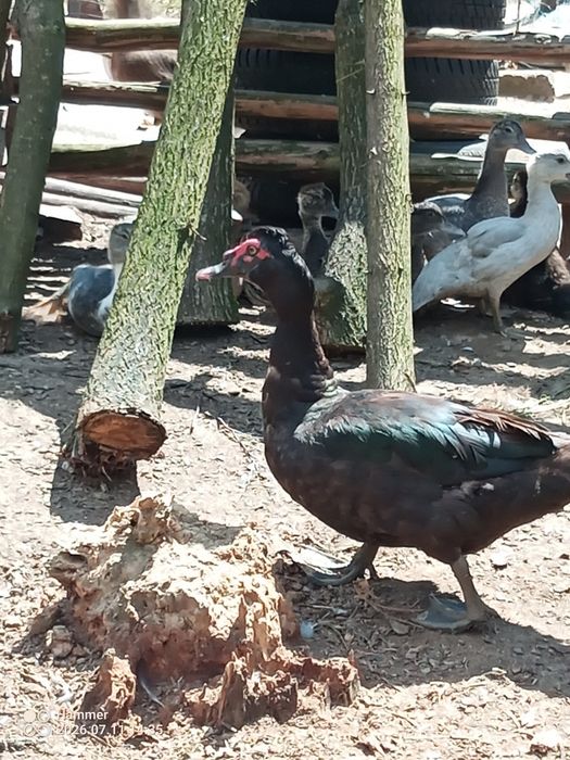 Biegusy/ call duck/ piżmówki