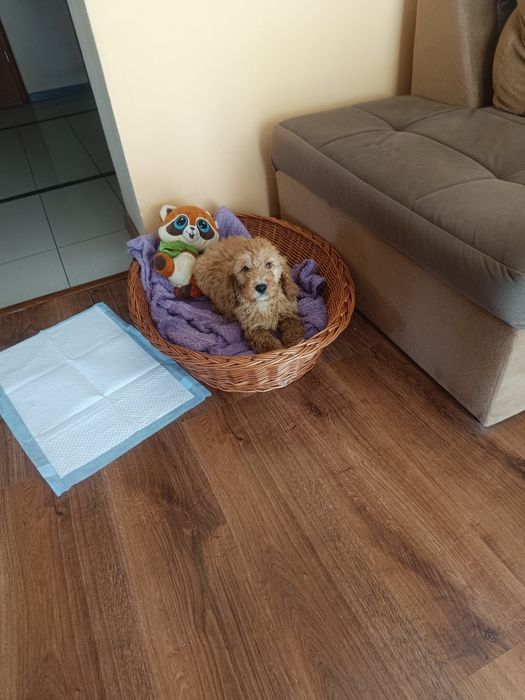 Pudel miniaturowy - Cocker spaniel -Cockapoo