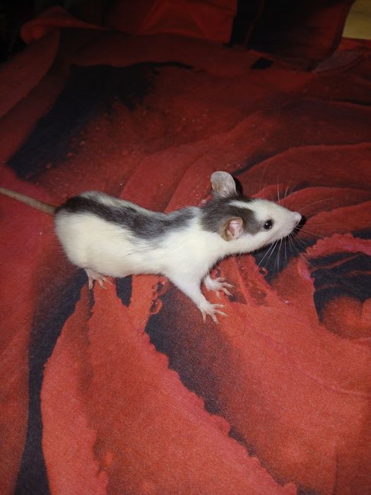 крысы, щури Дамбо, 2 місяць