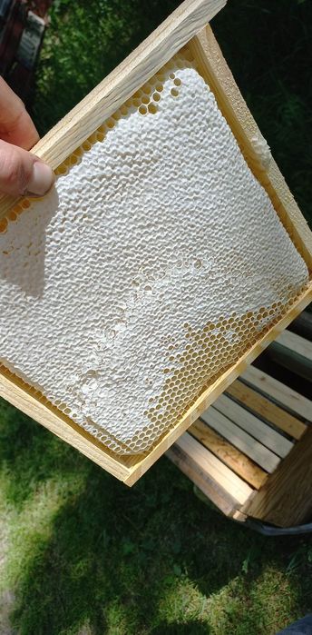 Sprzedam rodziny pszczele