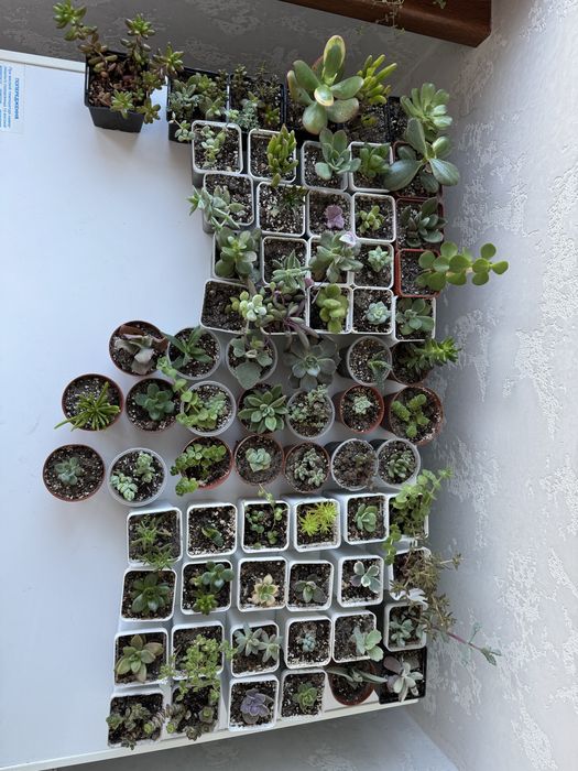 Продам сукуленти