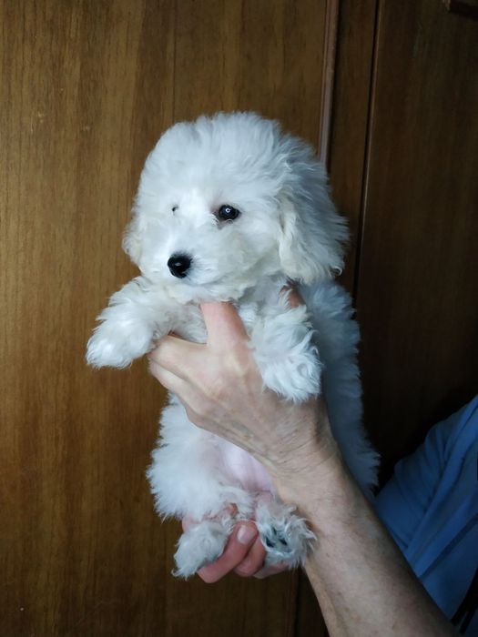 Девочки мальтипу,девочки и мальчики