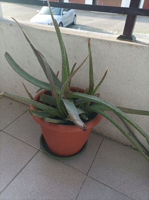 Suculenta aloé Vera