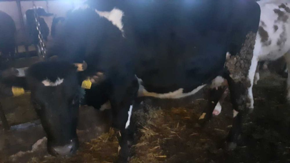 Sprzedam jałówkę na ocieleniu. Cena 9800zł  Skrwilno